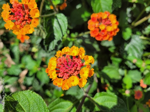 orange and yellow flowers in the garden