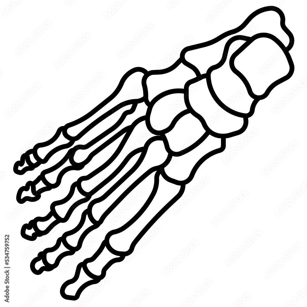 feet bones 2 feet bones 2