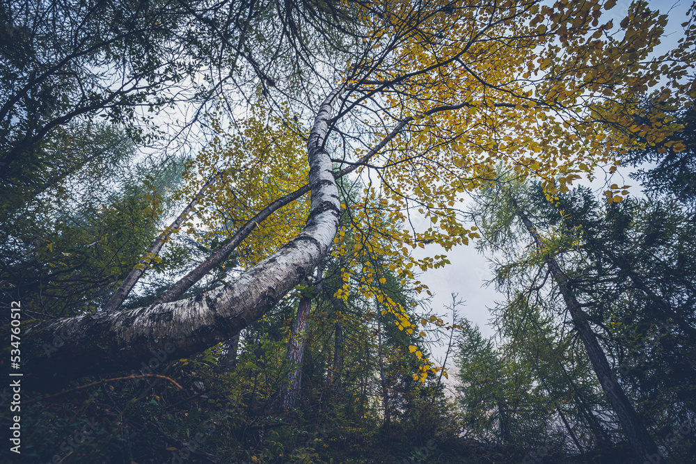 Fototapeta premium Mystic autumn tree birch