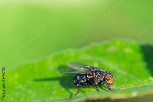 House fly, Fly, House fly on leaf. © alexbush