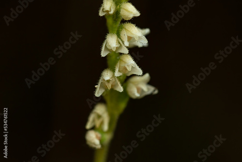 Goodyera repens (Dwarf Rattlesnake Plantain) photo