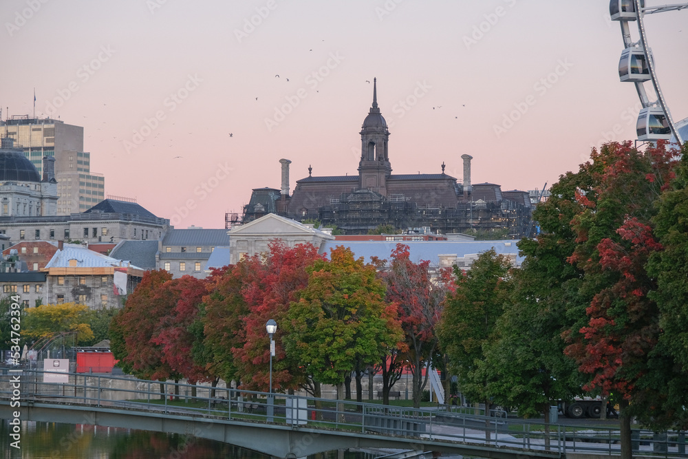 Fototapeta premium Wild geese and sea gulls inside Garten Eden paradise public park with canal river on Autumn day with picturesque landscape scenery and fall colors leaves in Indian summer Montreal, Canada