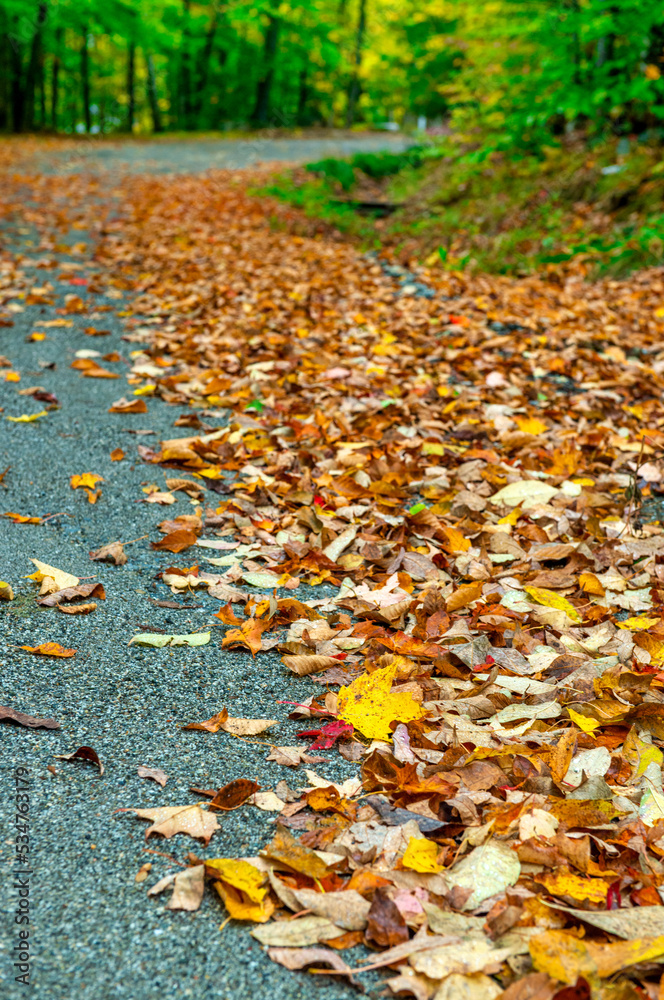 Autumn leaves in foliage season, fall colors