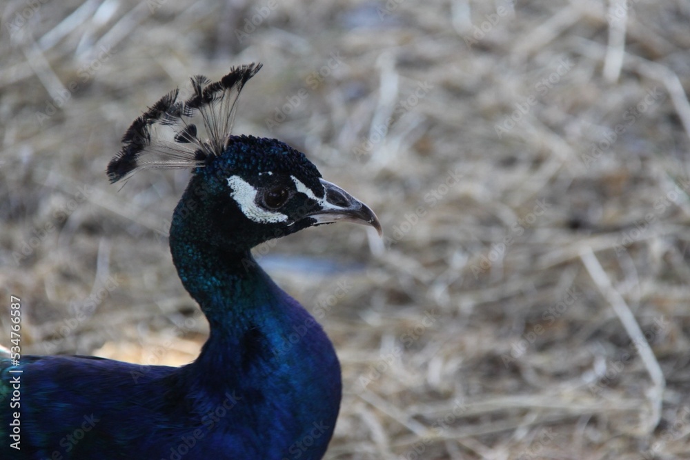 A portrait of a beautiful male peacock, Greece A portrait of a beautiful male peacock, Greece
