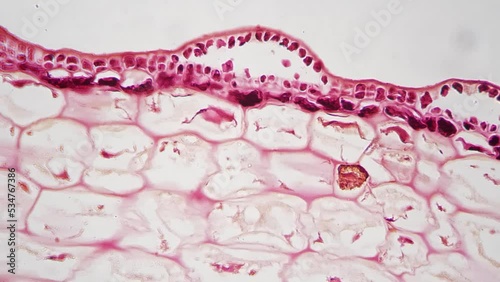 Polliondium of Funaria L.S. i under microscope 400x against bright field. Cut moss filmed by special lab device for viewing its structure with cells and nucleus. Examining plants. Flora investigation photo