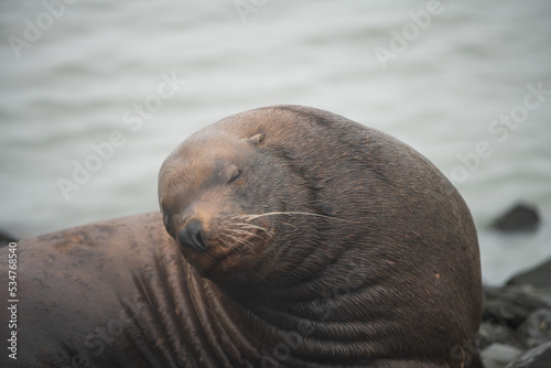 sea lion on the rock - Valdez (Alaska)