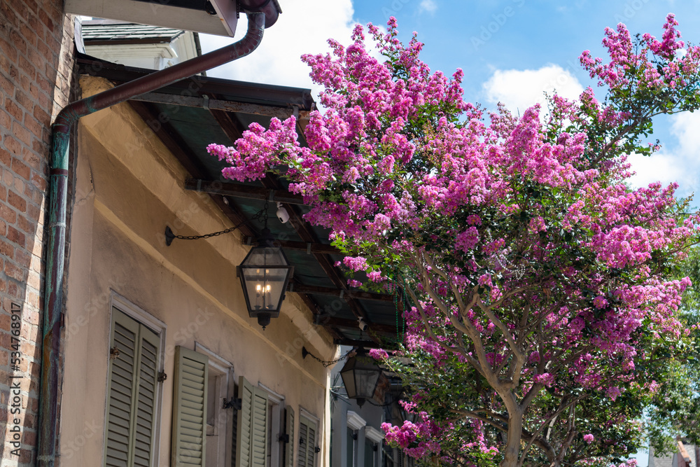 Beautiful Purple Flowering Tree next to an Old Building in the French Quarter of New Orleans