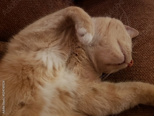 Cream Tabby Shorthair Cat resting on a Stickley Couch