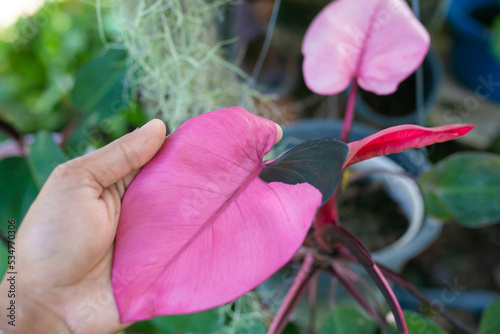 the pink princess philodendron is beloved for its pastel pink hues.