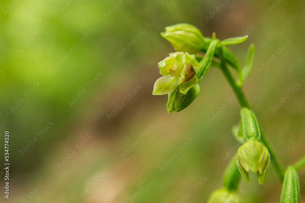 Obraz premium Spindly Helleborine (Epipactis exilis)