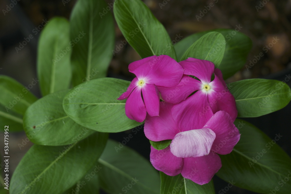 Slightly wilting pink catharanthus roseus flower with three blooms