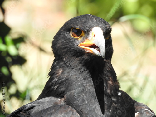 eagle bird of prey large size large wings feather gay feather mont black brown orange large curved beak black yellow brown eyes large wingspan strong legs claws carnivore scavenger