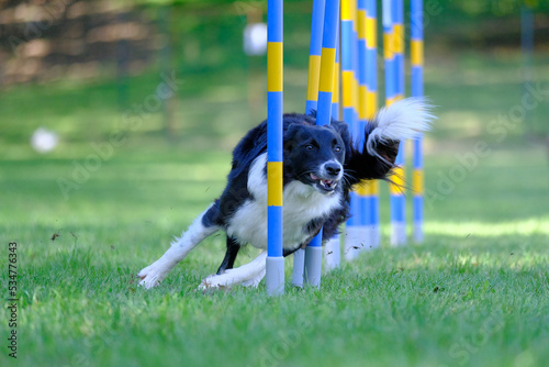 Dog agility in action. The dog is crossing the slalom sticks on synthetic grass track. The dog breed is the border collie.
 photo