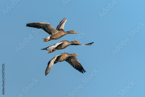 Three Greylag Goose (Anser anser) in flight. Gelderland in the Netherlands. Isolated on a blue sky background. 