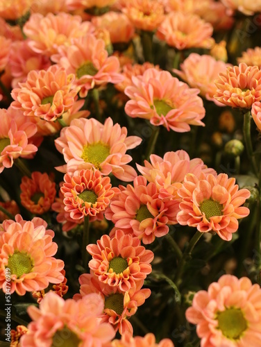 Full frame of salmon color chrysanthemum flowers, floral background for design. Floriculture collection © Janna Ratisbon