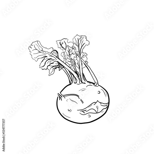 Kalarepa - ilustracja wektorowa