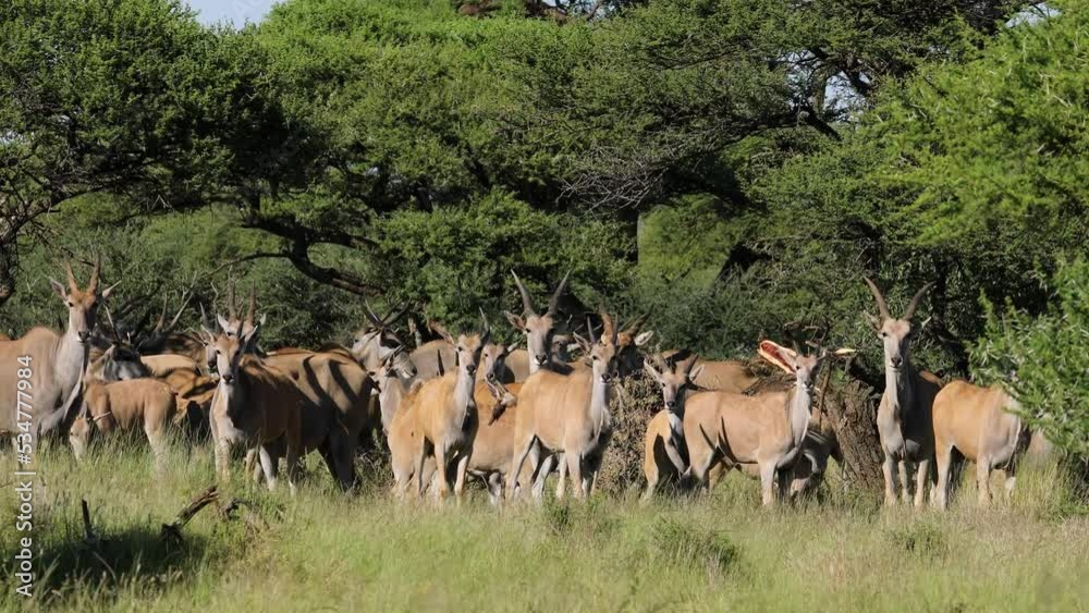 An eland antelope (Tragelaphus oryx) herd in natural habitat, Mokala National Park, South Africa An eland antelope (Tragelaphus oryx) herd in natural habitat, Mokala National Park, South Africa