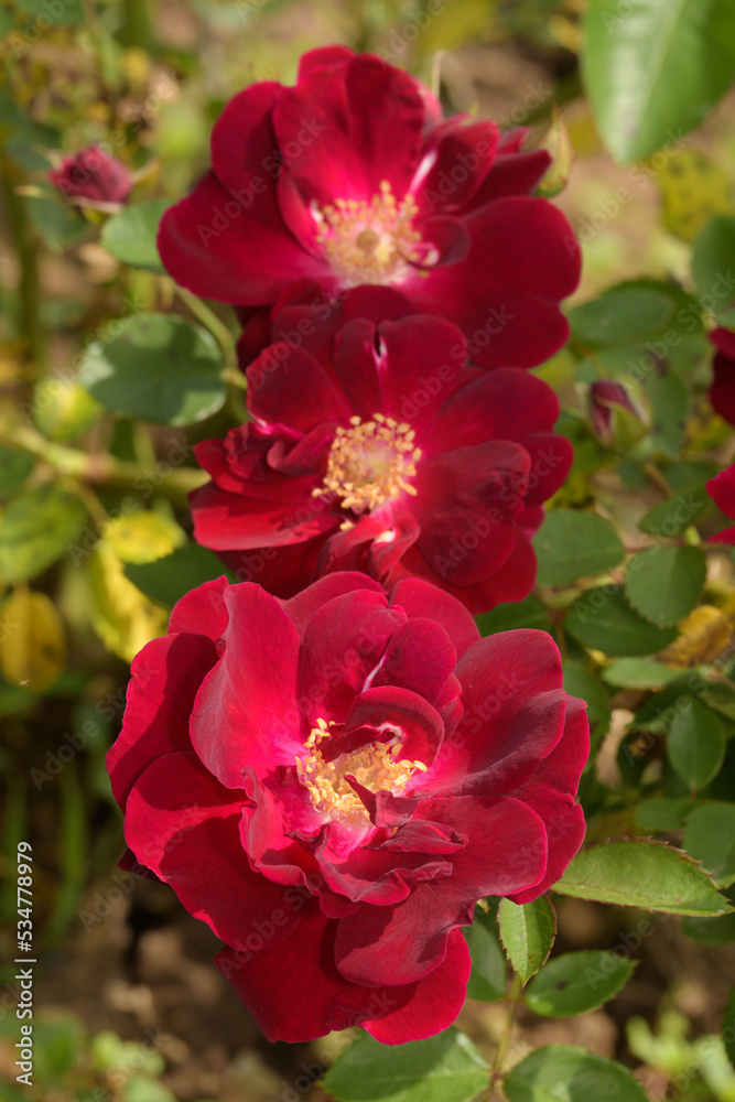 Deep red, velvety, climbing roses in spring garden