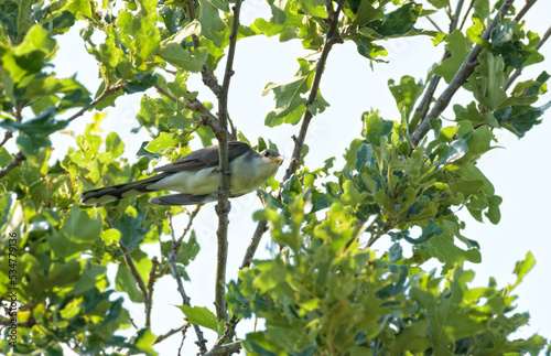 Beautiful Yellow-billed Cuckoo perched up high in an oak tree photo