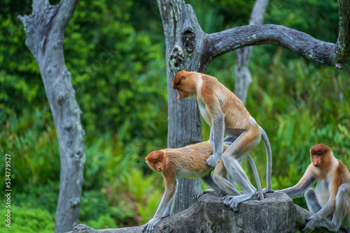Pair of wild Proboscis monkeys makes love in the rainforest of island Borneo, Malaysia