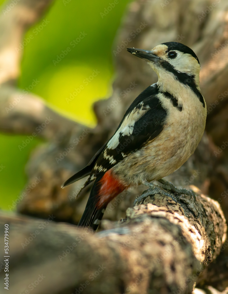 Obraz premium Syrian Woodpecker (Dendrocopos syriacus) in forest