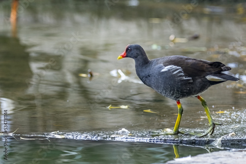 Foto A eurasian water hen in a lake walking