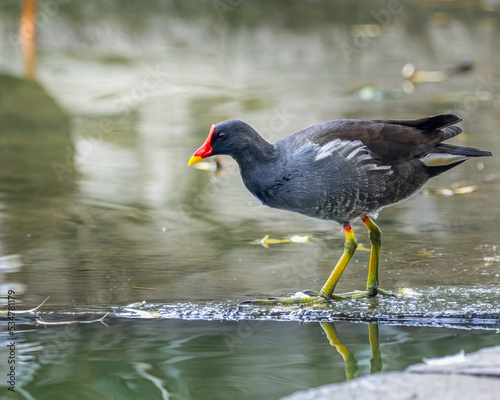 Valokuva A Eurasian Water hen with colorful legs