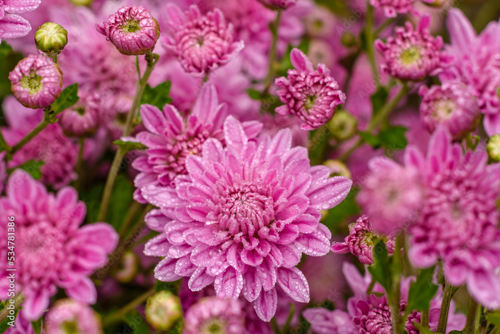 A close up photo of a bunch of pink chrysanthemum flowers