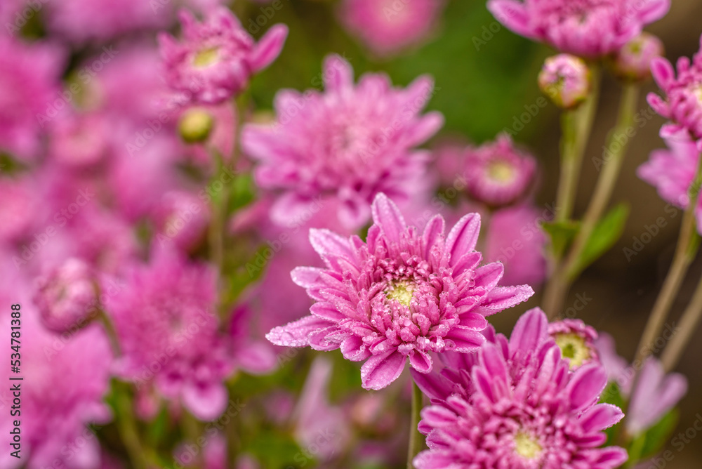 A close up photo of a bunch of pink chrysanthemum flowers A close up photo of a bunch of pink chrysanthemum flowers