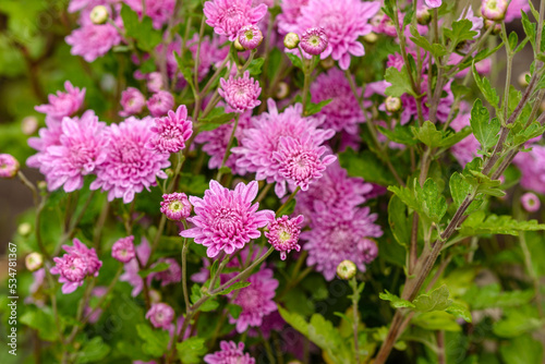A close up photo of a bunch of pink chrysanthemum flowers