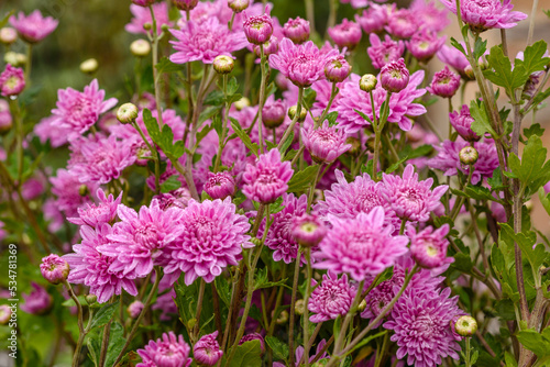 A close up photo of a bunch of pink chrysanthemum flowers