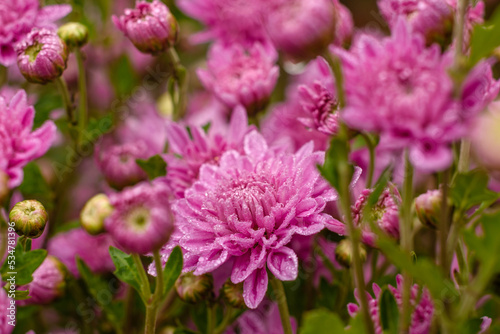 A close up photo of a bunch of pink chrysanthemum flowers © chernikovatv