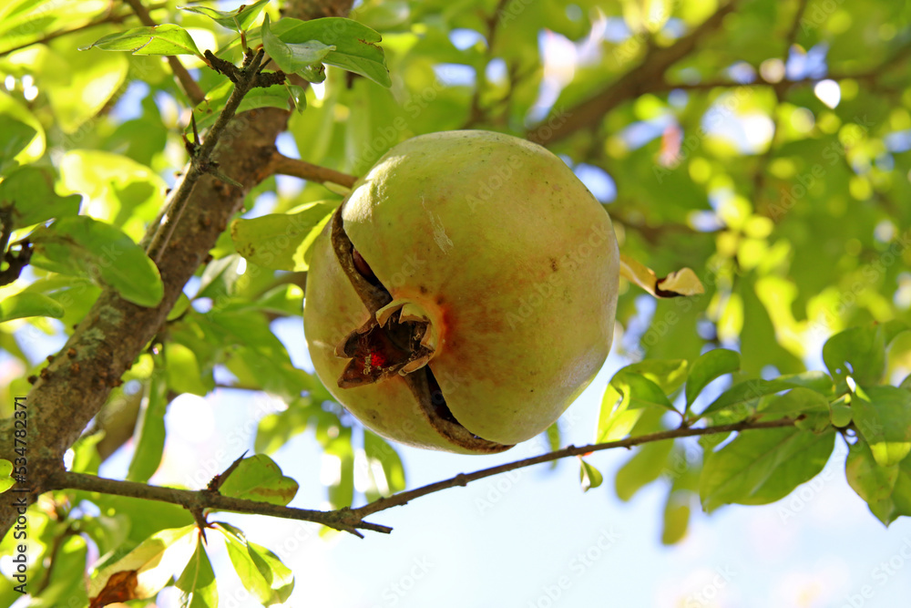 A pomegranate fruit tree where you can see one of the fruits A pomegranate fruit tree where you can see one of the fruits