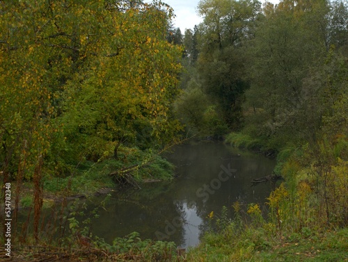 autumn in the forest