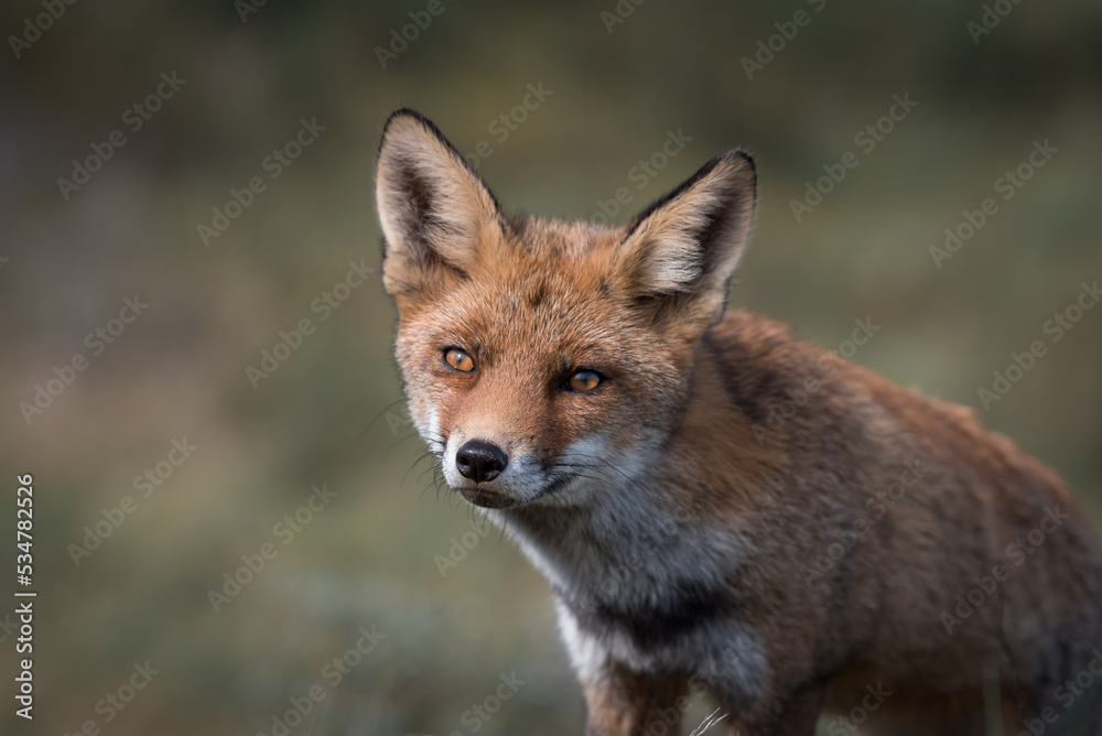 Beautiful fox in the nature on soft background. Eyes of the red fox