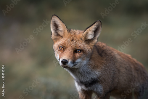 Beautiful fox in the nature on soft background. Eyes of the red fox © Jolanda