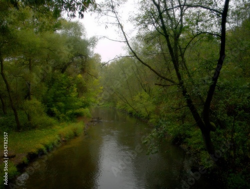 river in the forest