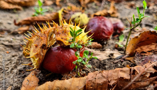 Chestnut forest. Hedgehogs and chestnuts fall to the ground. Chestnut picking time view from below.