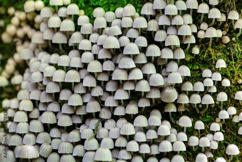 Fairy inkcap mushrooms, Coprinellus disseminatus photo