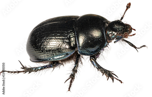 A black beetle on an isolated background