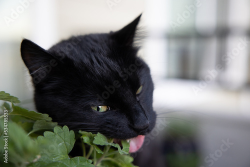 Fototapeta Naklejka Na Ścianę i Meble -  Black Cat Eating Catnip