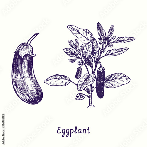 Eggplant  plant with flowers and leaves, whole vegetable. Ink black and white doodle drawing in woodcut style