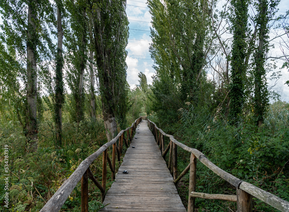 Wooden walkway in a forest in Rome