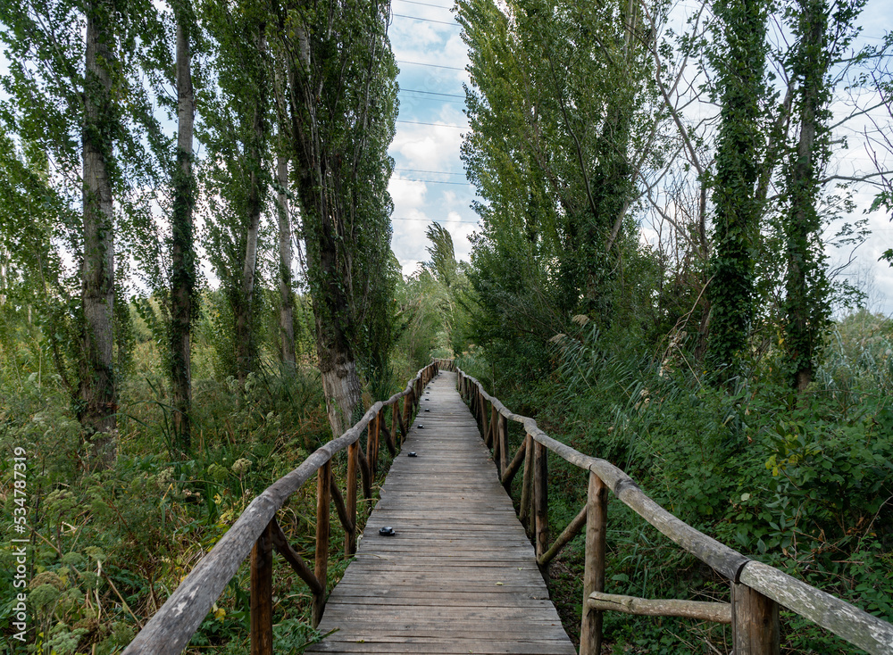 Wooden walkway in a forest in Rome Wooden walkway in a forest in Rome