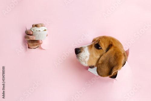 Portrait of a nice dog waiting for her cupcake. Beagle dog and aromatic cupcake on pink background. High quality photo