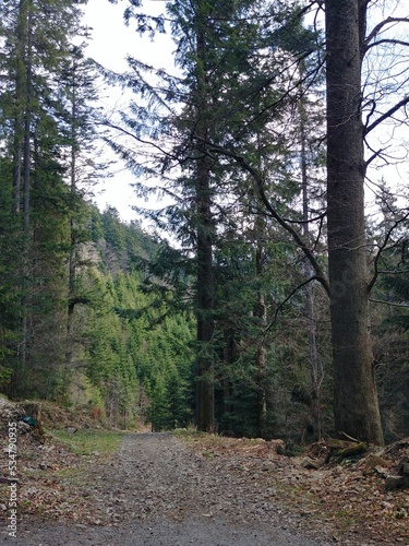 path in the forest. Transcarpathia