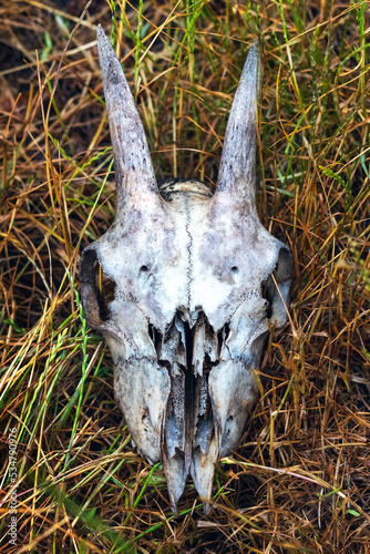 Goat skull on dry grass. Remains of animals © Volodymyr
