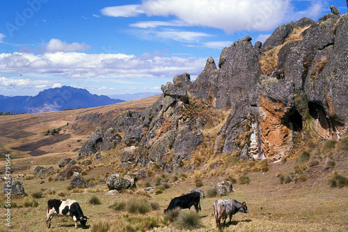 ayacucho peru mountain with cow 