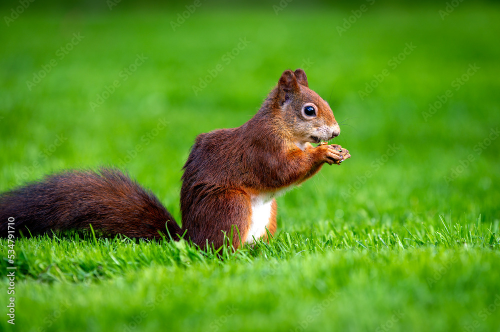 Eichhörnchen Eichhörnchen