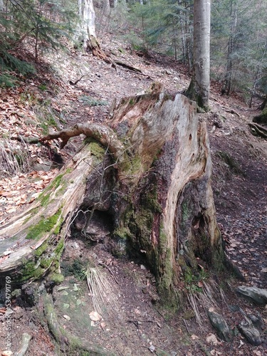 old stump in a pine forest